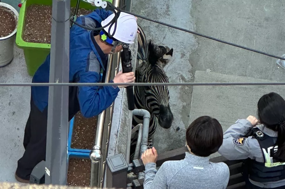 В Сеуле поймали зебру после побега из зоопарка