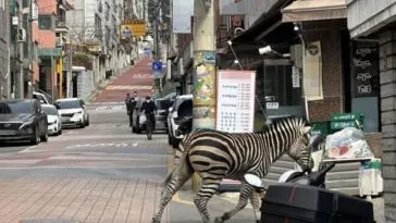 В Сеуле поймали зебру после побега из зоопарка