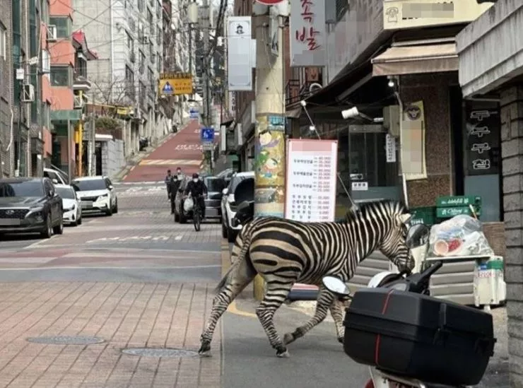 В Сеуле поймали зебру после побега из зоопарка