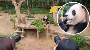 Первая панда, родившаяся в Южной Корее, настолько знаменита, что у нее даже есть собственный фан-сайт