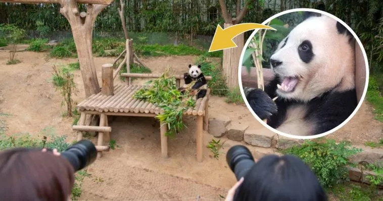 Первая панда, родившаяся в Южной Корее, настолько знаменита, что у нее даже есть собственный фан-сайт