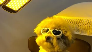 Лазерные процедуры для кожи, полноценное питание: роскошная жизнь домашних животных в Корее Лазерные процедуры для кожи, полноценное питание: роскошная жизнь домашних животных в Корее