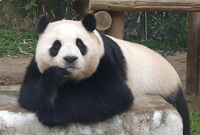Первая панда, родившаяся в Южной Корее, настолько знаменита, что у нее даже есть собственный фан-сайт