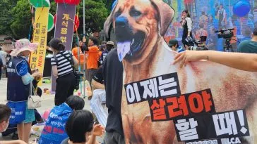 В Корее до сих пор существуют разногласия по поводу потребления собачьего мяса В Корее до сих пор существуют разногласия по поводу потребления собачьего мяса